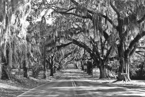 Floral City Oaks