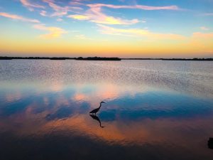 Nature (40)