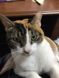 Patches (1)