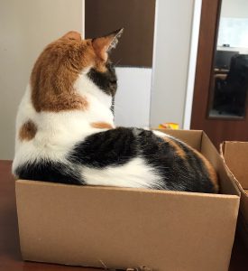 Patches (10)