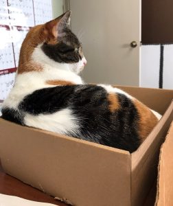 Patches (11)