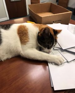Patches (15)