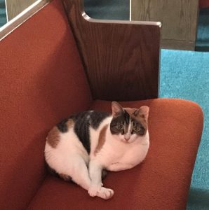 Patches (19)