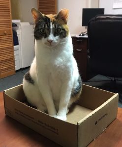 Patches (21)