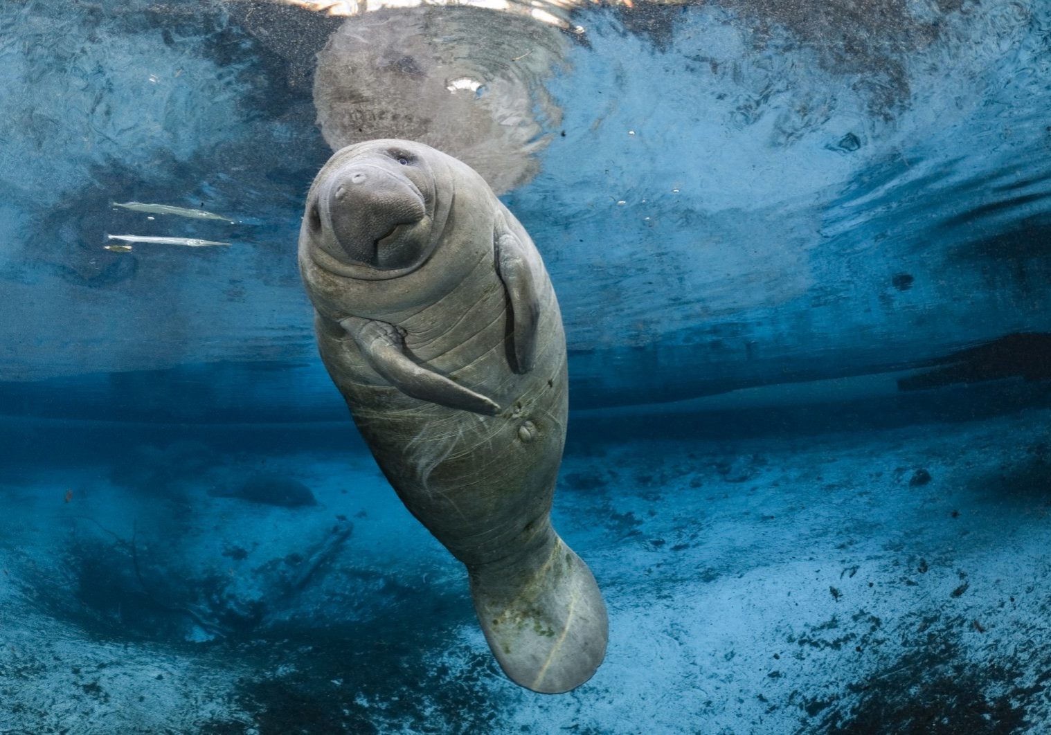 manatee